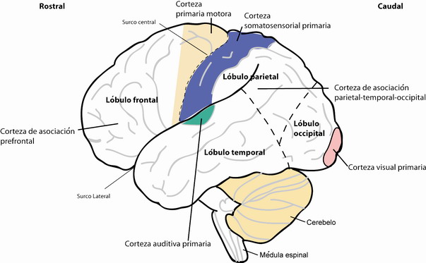 Corteza somatosensorial primaria SI