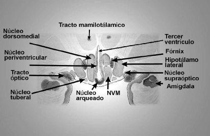 figura  2